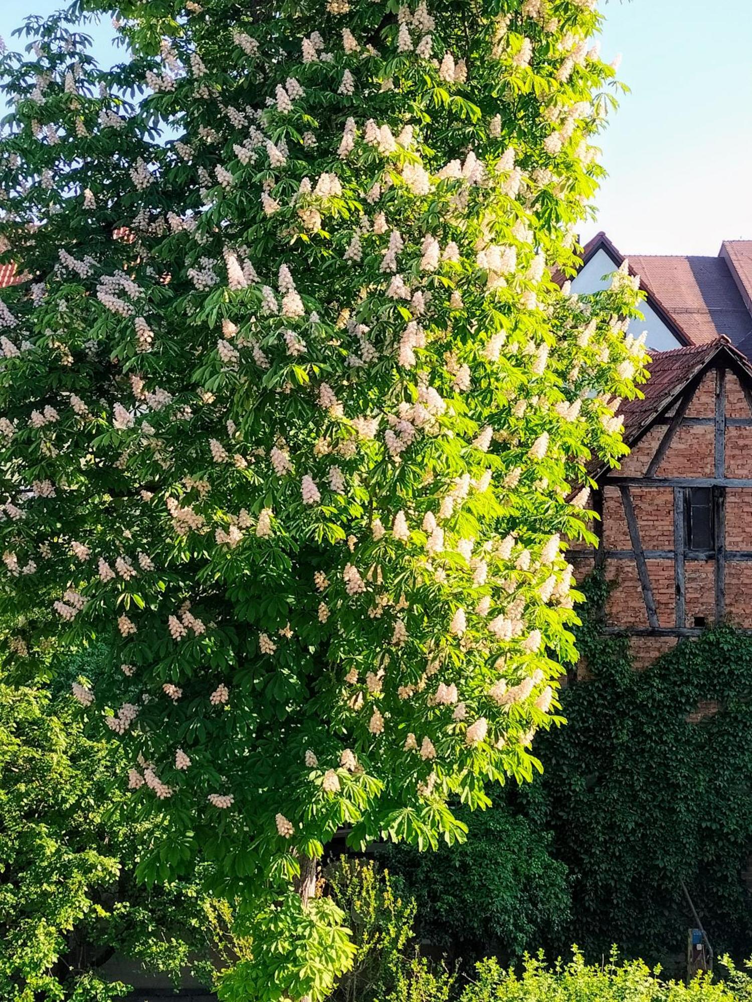 Alte Stadtmauer -